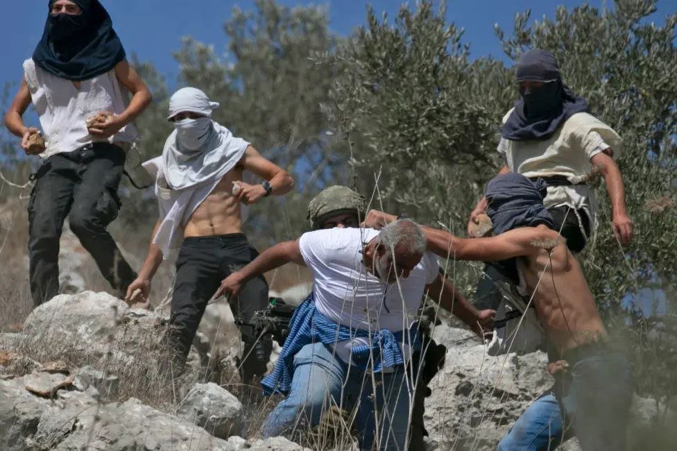 West Bank Olive Harvest Sees Highest Level of Settler Attacks in Five Years